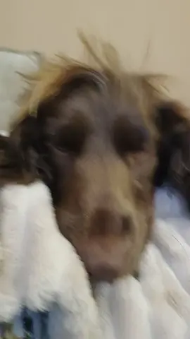 #sprocker #sprockerspaniel #dogs #spaniel #dogsoftiktok #fyp #foru #cute #repost 