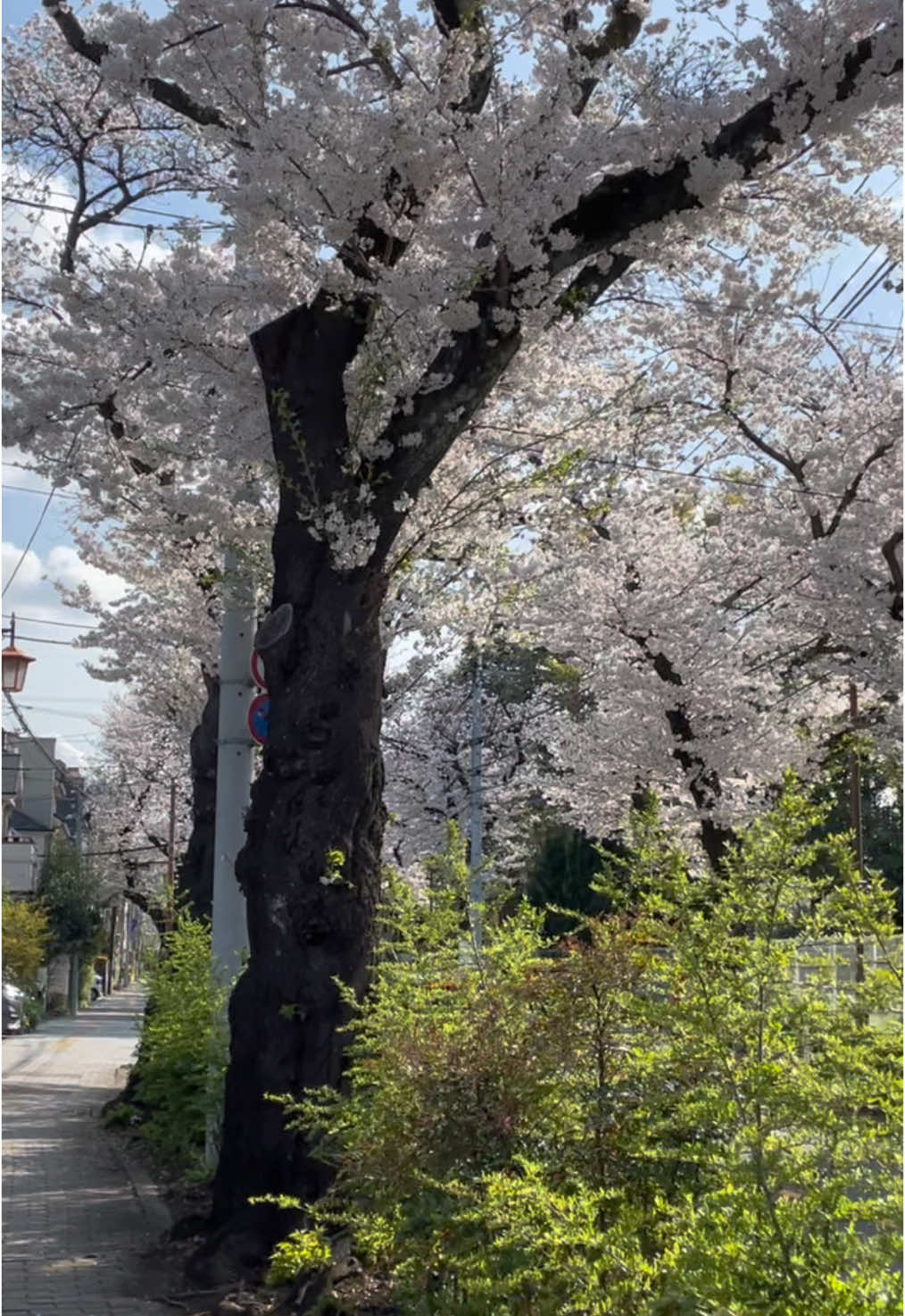 貴方も恋してるのね。 #桜 #片思い #遠い生きた証 