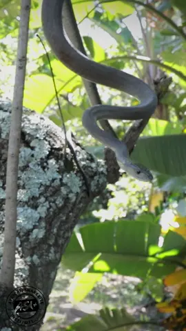What snake is this? Can you identify this beauty? Let us know in the comments.  Footage taken whilst releasing some rescued snakes with Nick Evans in Durban. #snake #venomous #africa #wildlife #animals #snakes #snakesoftiktok