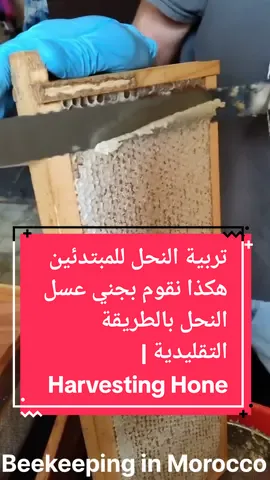 تربية النحل للمبتدئين هكذا نقوم بجني عسل النحل بالطريقة التقليدية | Harvesting Honey #honey #bee #bees #beekeeper #beekeeping #viraltiktok #fyp #foru #tiktokusa #morocco #germany #usa_tiktok #النحل #العسل #wildlife 