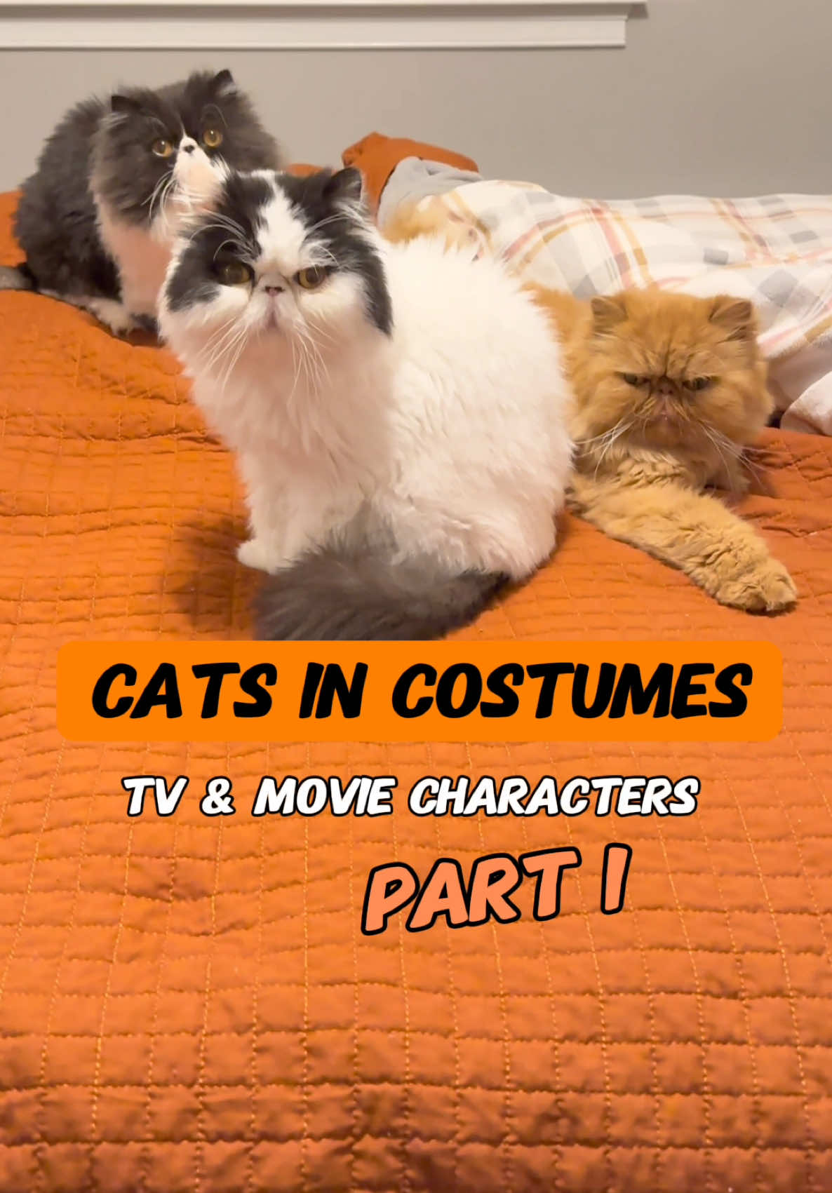 Part 1 of 3!  Halloween is our favorite season and over the years we’ve done a LOT of costumes.  We especially love to immitate people from TV and Movies!  Here’s some of our past faves!  #catsincostumes #hallowencostumeideas #funnycats #catsoftiktok #spookyseason 