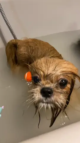😆🚿🐾🐶 #msjshihtzu #fpy #shihtzusoftiktok #shihtzu #shih #shihtzulovers #showertime #cuteshihtzu #cuteshihtzuvideo #fyppppppppppppppppppppppp 