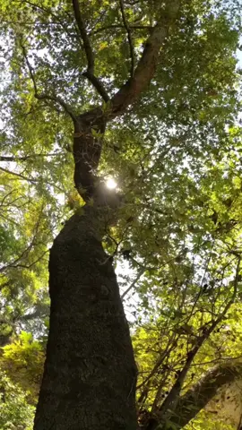 🌎🌳Los árboles purifican y fecundan no solo el aire y la tierra, también nuestros corazones, es por ello que hoy es una fecha especial para concientizar a las personas sobre la importancia de salvaguardar las superficies arboladas.🌳🌿 Tomemos conciencia, cuidemos y plantemos arboles!🌳🌲🌱 #DiaNacionalDelArbol #plantemosarboles🌿🌱🍃 #CuidemosNuestrosBosques #concientizacion #Bolivia #1deoctubre