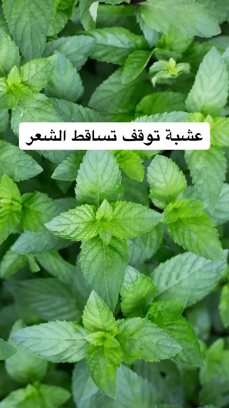 @Health Secrets @Healthy foods @Super Foods  #fyp #foryou #explore #herbs #طبيب_تيك_توك #دكتور #فوائد_صحية #فوائد_الاعشاب #اعشاب_طبيعيه_فوائد #علاج_طبيعي #علاج_بالاعشاب #وصفات_طبيعية 