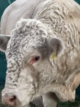 #toro charolais #charolais #chuladadeanimal