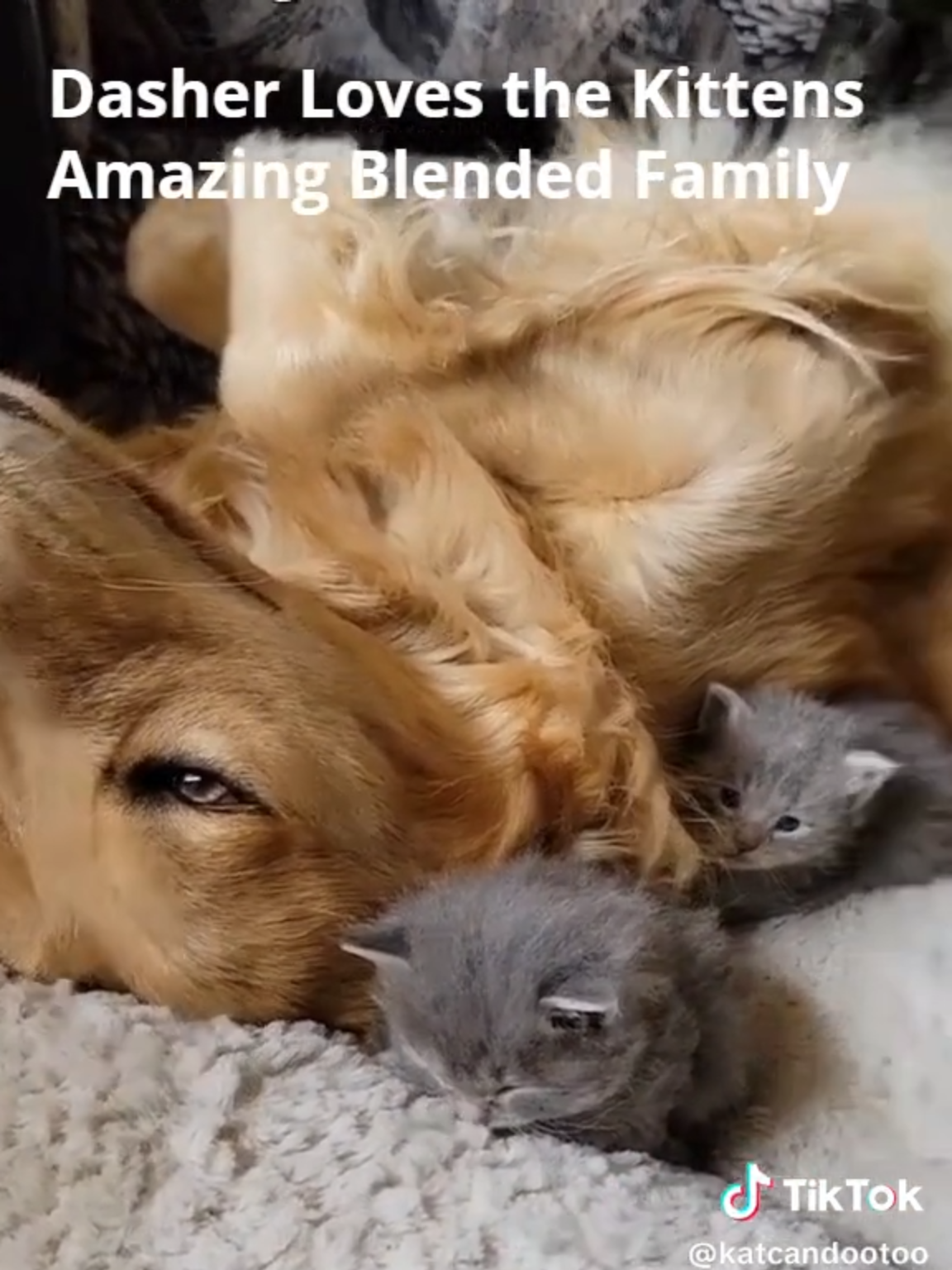 😍😍Golden Retriever Dasher helps with Parenting Young Kittens..My HEART!!😍😍 An Amazing Blended Family❤