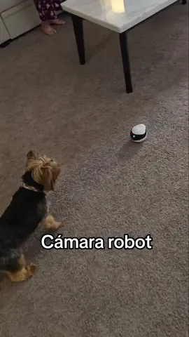 Esta es la cámara robot que puedes manejar por toda la casa ideal para perros y niños y para hacerte sentir cuando no estas en casa 😍 #camara #pet 
