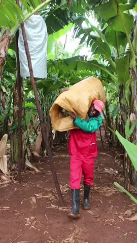 From the farm to your table - here's a snippet of the journey of every ZA Banana! 🍌  Behind every bunch you purchase you'll find hard work, dedication, and care that went into growing, cutting, washing, and packing your ZA Bananas. It's more than a fruit - it's the result of local hands working for a greater good. 🇿🇦🖤 #ZABananaJourney #SupportLocal #BananaFarmers #FarmToTable #ZABanana