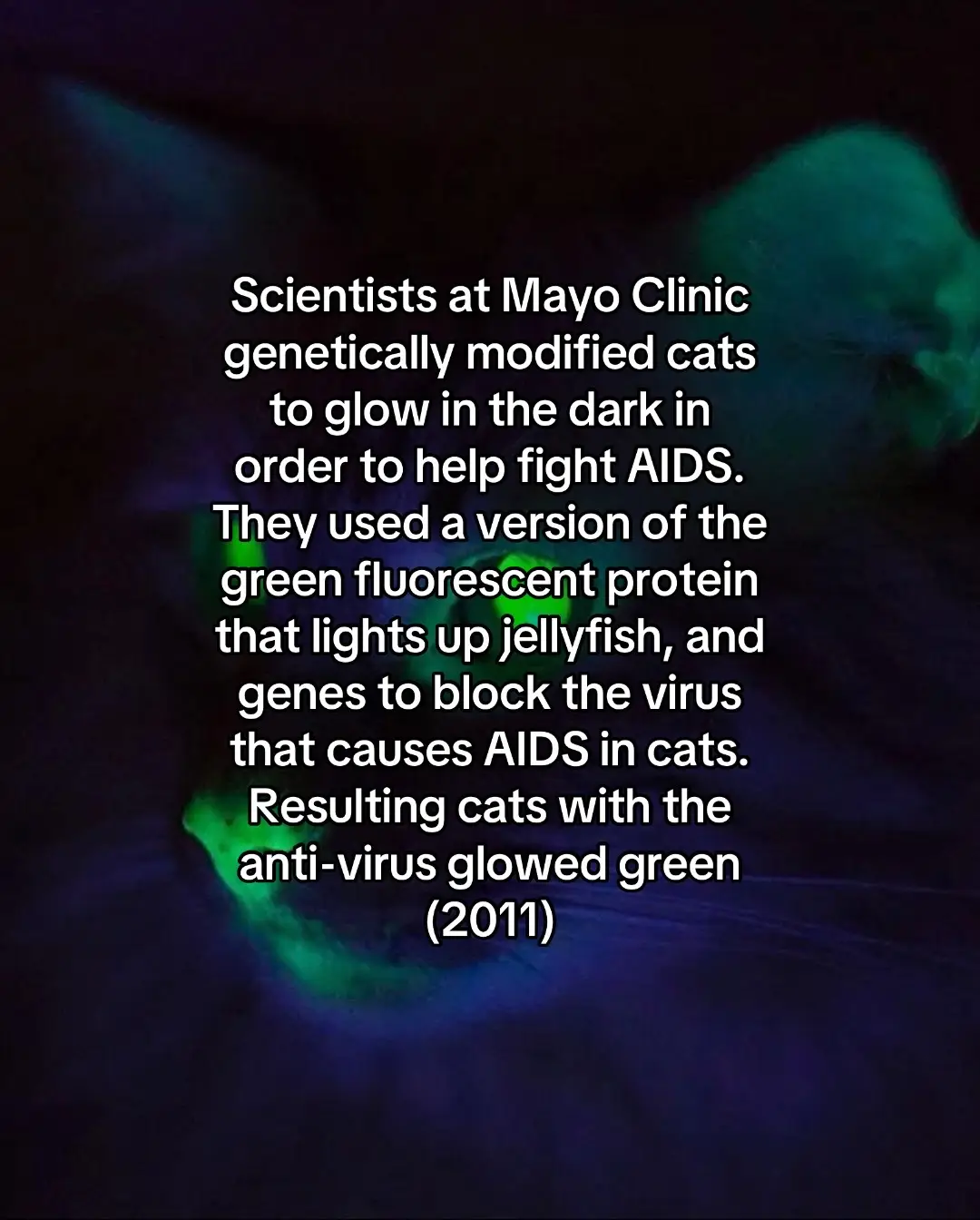 Scientists at Mayo Clinic genetically modified cats to glow in the dark in order to help fight AIDS. They used a version of the green fluorescent protein that lights up jellyfish, and genes to block the virus that causes AIDS in cats. Resulting cats with the anti-virus glowed green (2011)