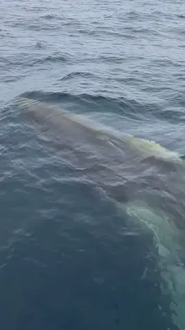 Wow! 😮 Amazing blow from the second largest animal on the planet. Fin Whale season has already started in Atacama waters, my native region, Chile. This beauty is full of diatom algae.