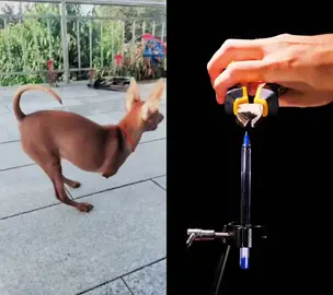 #dog #pets #fypシ゚viral #PetsOfTikTok 