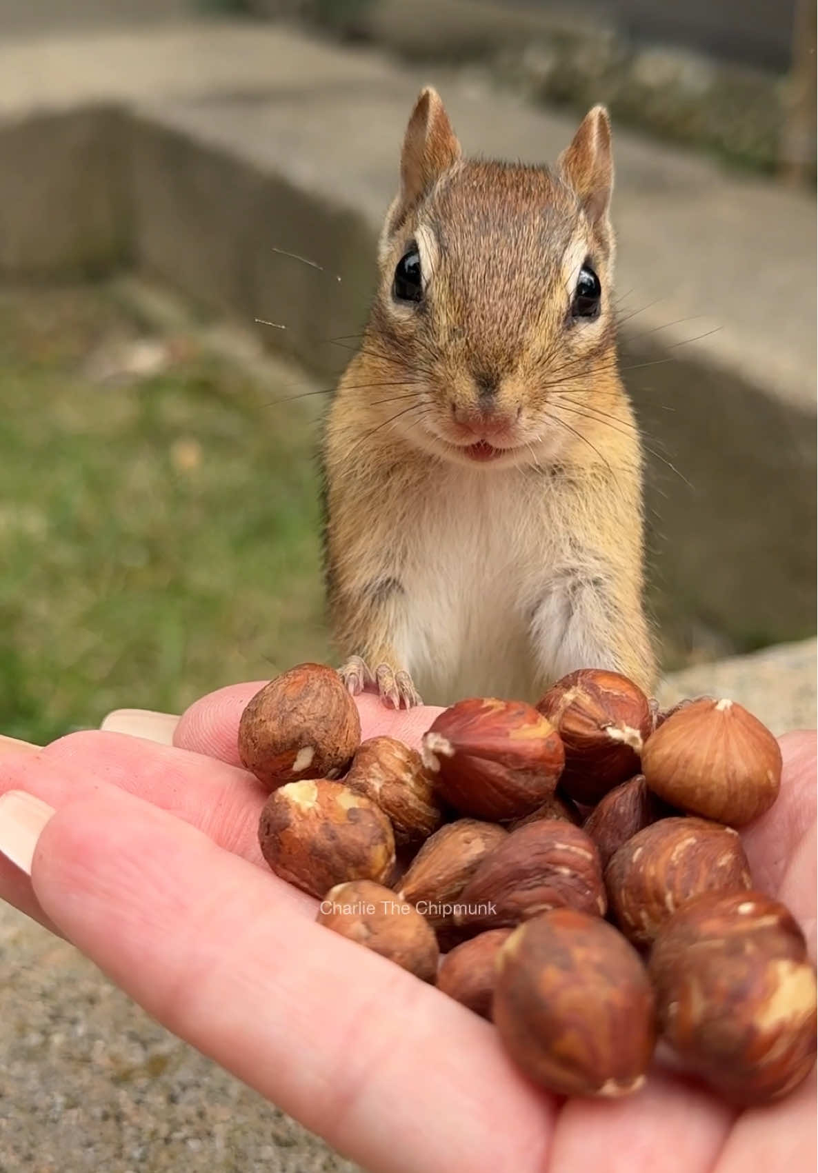 MAKE UP YOUR MIND 🤯  #funny #animals #chipmunk #charlie #comedy #humor #cute #cuteanimals #pet #friendship #fyp #foryou