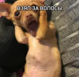 ХАХАХА #данечка #взялзаволосы #мем #прикол #ржака #pyf #рекомендации 
