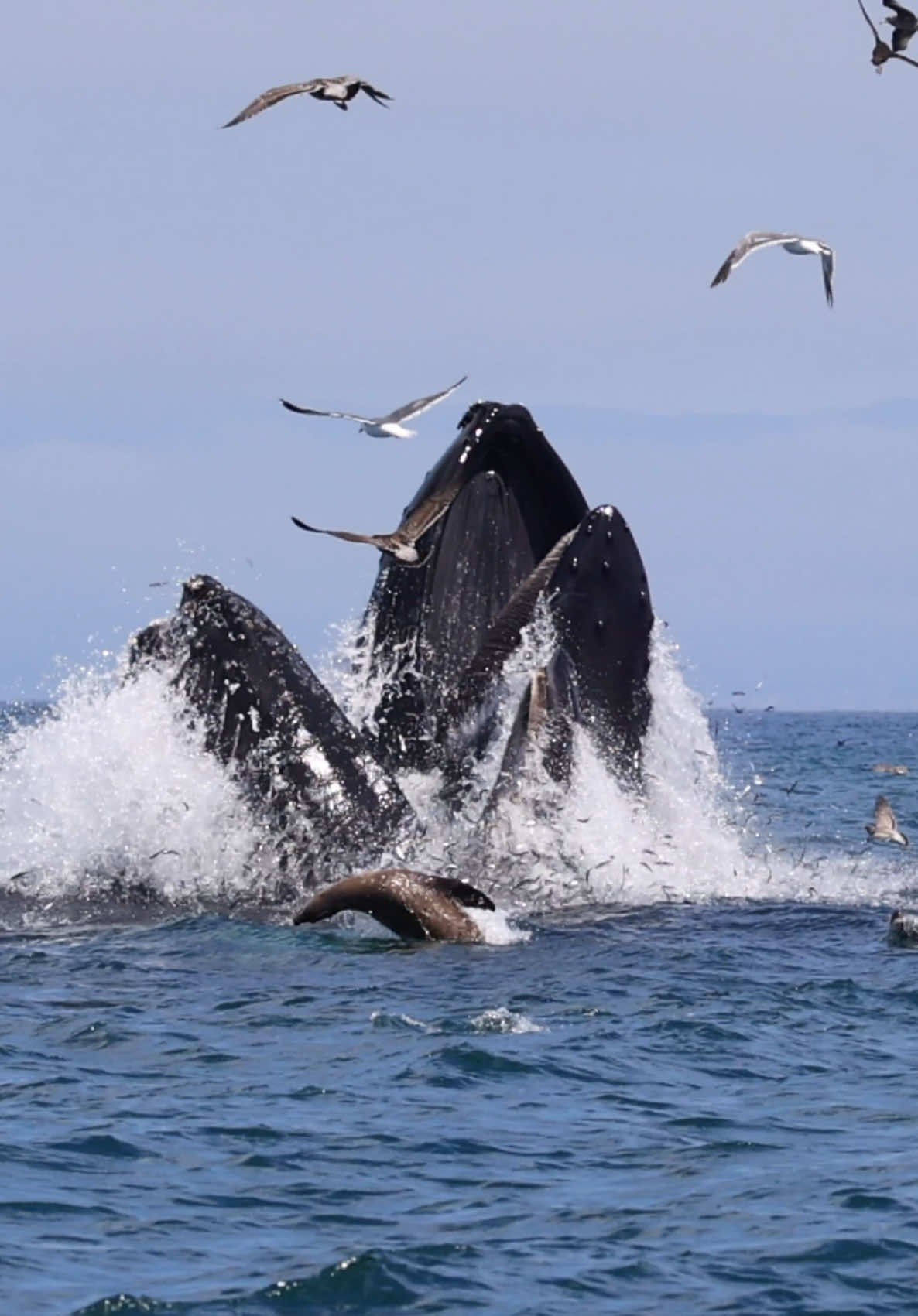 This morning was full of vertical lunge feeding Humpbacks. There were about 8 working together with hundreds of Sea Lions to corral the anchovies together at the surface.  🐳Book now using link in bio🎉 #whalewatching #whale #fish #humpbackwhale #breach #jump #canon #fly #low #news #media #lunges #wildlife #montereycalifornia #coast #cali #sun #fun 