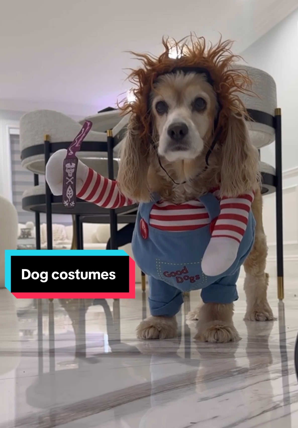 Someone is ready for Halloween! #halloween#dogcostume#dog#halloweencostume 