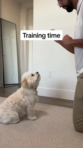 Our favorite past time lately 👏🏼 #maltipoo #puppymaltipoo #DogTraining #puppytraining #dogmom #maltipoomom 