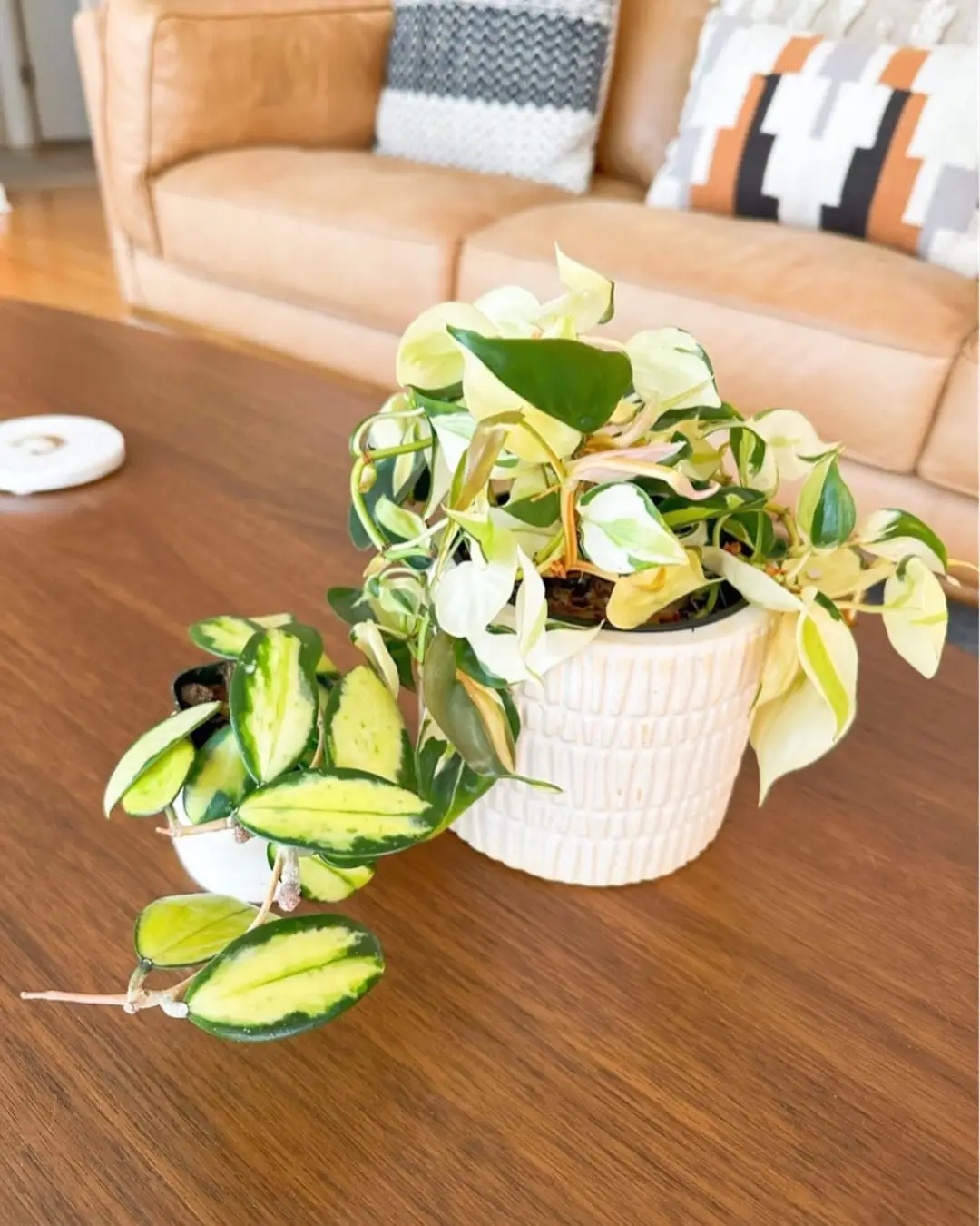 Philodendron gabby 💫 and Hoya acuta variegata. I placed them next to each other and they kind of looked like cousins with their variegation patterns. Pretty cute! 🪴 Plant tips: I’ve been treating her like all my other Philodendrons and only watering when completely dry. It grows relatively slow compared to my other plants because of the lack of chlorophyll in its creamy white leaves. Plant is from @Gabriella Plants  #philodendron #philodendrongabby #hoyaacutavariegata