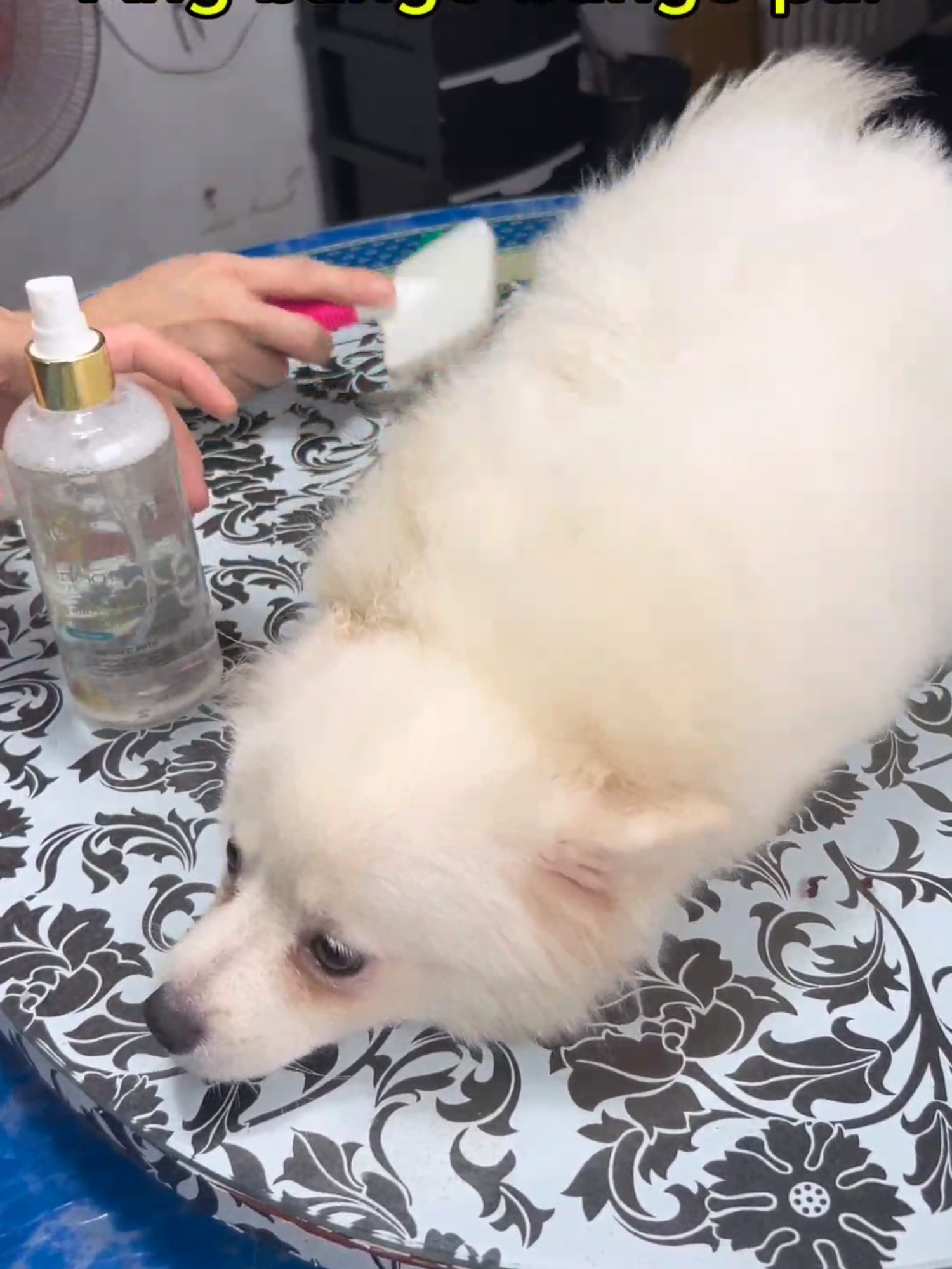 “Buhol buhol na fur din ba problema niyo with your furbaby? As a frumom, Saint Roche Ultra-Premium Detangling and Dematting Spray ang aking solution for this”  🧡 Furmom Grapes Lyn    Loving furparents choose Saint Roche Premium Grooming Collection for their furbabies. Available in leading pet stores nationwide, TikTok, Lazada and Shopee.  Shopee - bit.ly/ShopeeSaintRocheProducts  Lazada - bit.ly/LazadaSaintRocheProducts  TikTok - bit.ly/TikTokSaintRoche    #HEARTofaFurmom #UnconditionalLove #HEARTofaFurdad #SaintRocheLove #BestFurmom #BestFurdad #BestDogShampoo #SaintRoche #SaintRocheShampoo #RainyDayGrooming #DogGrooming