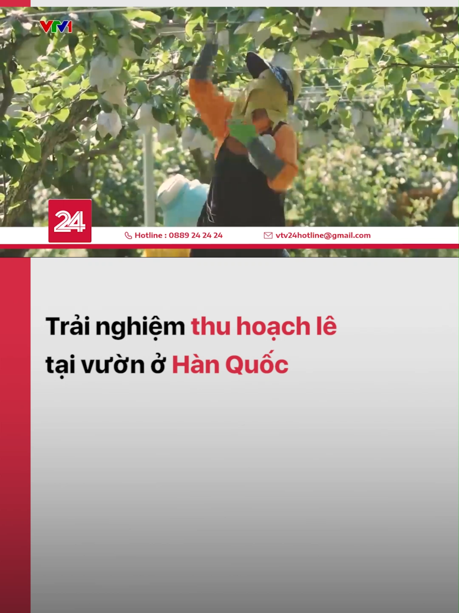 Để tạo ra những quả lê Hàn Quốc to, tròn, mọng nước phải đáp ứng nhiều điều kiện, tiêu chí khắt khe trong một quy trình kiểm soát khép kín từ nông trại đến xuất khẩu #lehanquoc #vtvdigital #tiktoknews