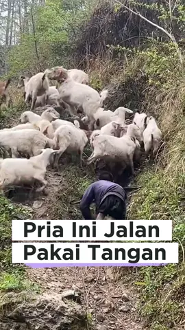 Nggak Percaya⁉️Pria Ini Jalan Pakai Tangan Aja‼️😱 #fyp @AsikInfo