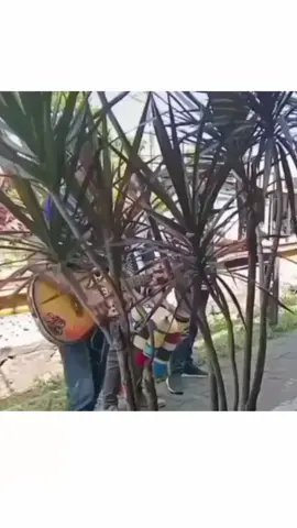 dilangit ada matahari matahari ada dilangit kenapa ada dilangit dilangit kenapa ada kamu bingung aku juga bingung #fy  #pengamen #viral_video 