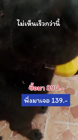 #แปรงหวีขนแมว #แปรงหวี #หวีแปรงขนสัตว์ 