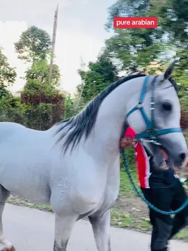 Gila kat kuda tak sama gila kat kt wanita,gila kuda lagi kuat,boleh angau#fyp #masukberanda #horsebreeds #fypシ゚viral #kuda #tiktook #horse #subdepoarabianpark #breeder #horsebreedings #arabianhorse #stallion #exclusivehorse #premiumhorse #stallion 