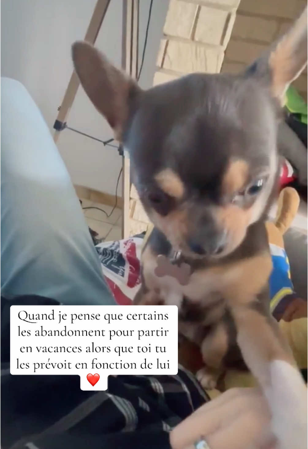 ❤️ #chihuahua #chihuahuastiktok #chihuahuafanclub #dogmom #dog #dogsoftiktok #puppylove #puppies #puppiesoftiktok #chien #amour #Love #pourtoii #fyp 