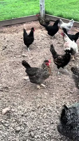 Octavia for the win 🐟 #thelittleredcoops #chickens #chicken #farmfresh #farmtotable #homestead #homesteading #fresheggs #addiction #outside #canadian #chickenmath #canada #newbrunswick #usa #barnyardchickens #backyardchickens #bymchicks #chicks 