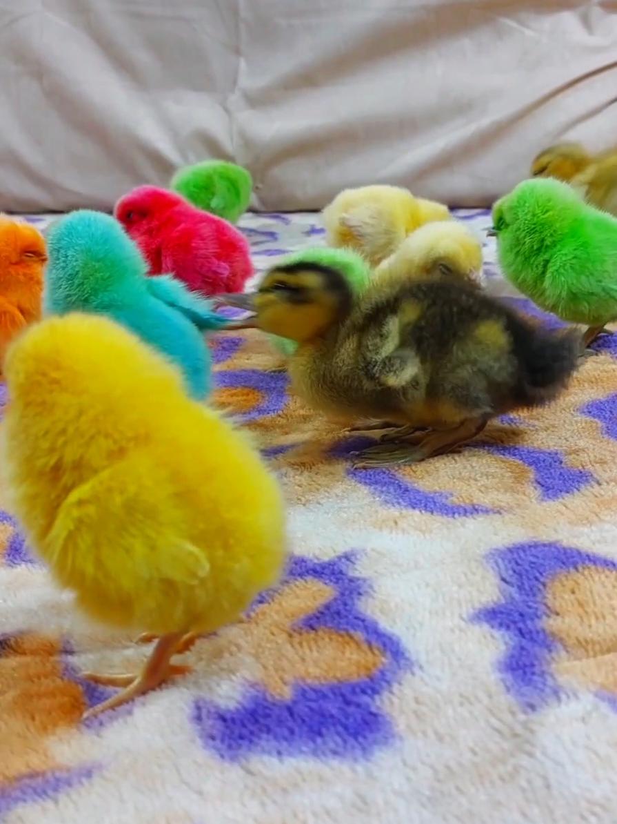 cute chicks and duckling  #cute_chicks_and_duckling #chicks_and_duckling_cute #Colorful_baby_chicken #chicks_colors #cute_animals #Colour_chicks #cute_duckling #sounds_chicks  #duckling_sounds #cute_chickens  #funny_animals_video