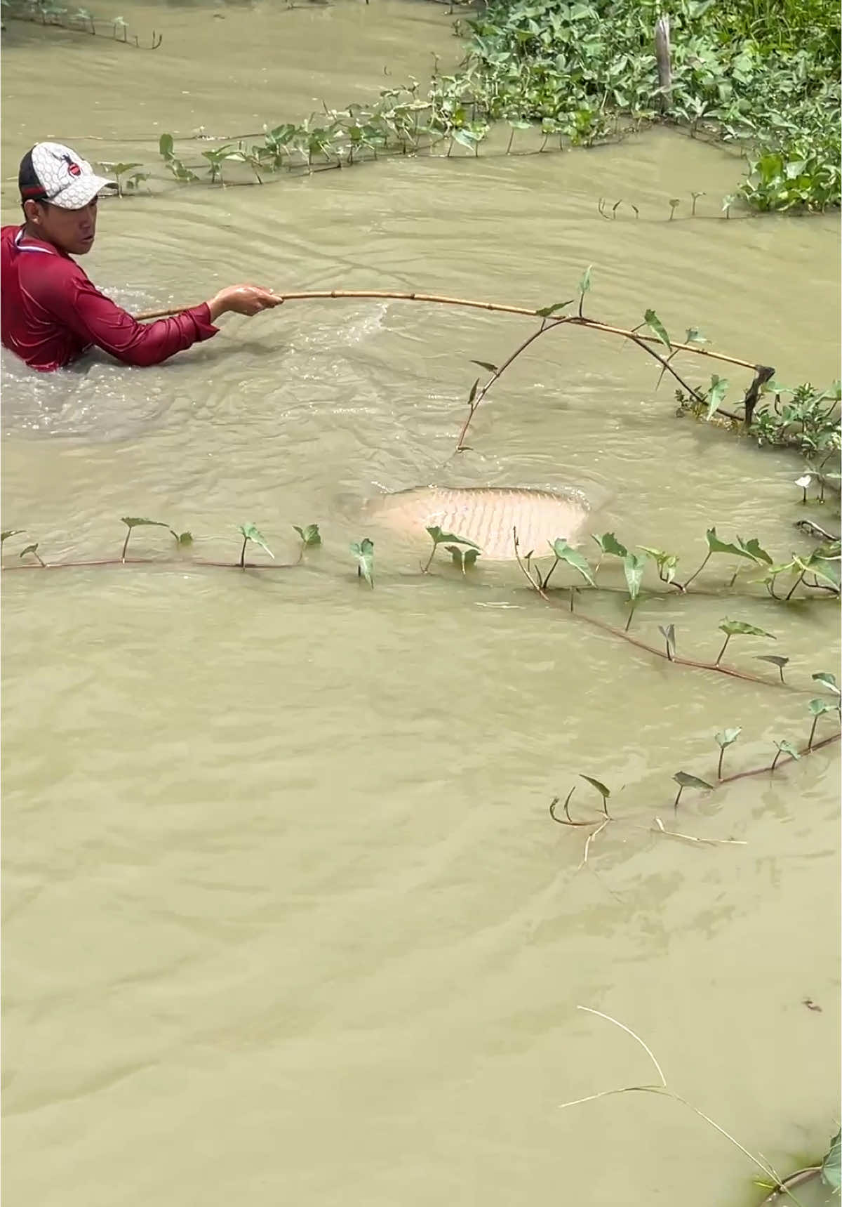 Amazing Fishing For Huge Fish