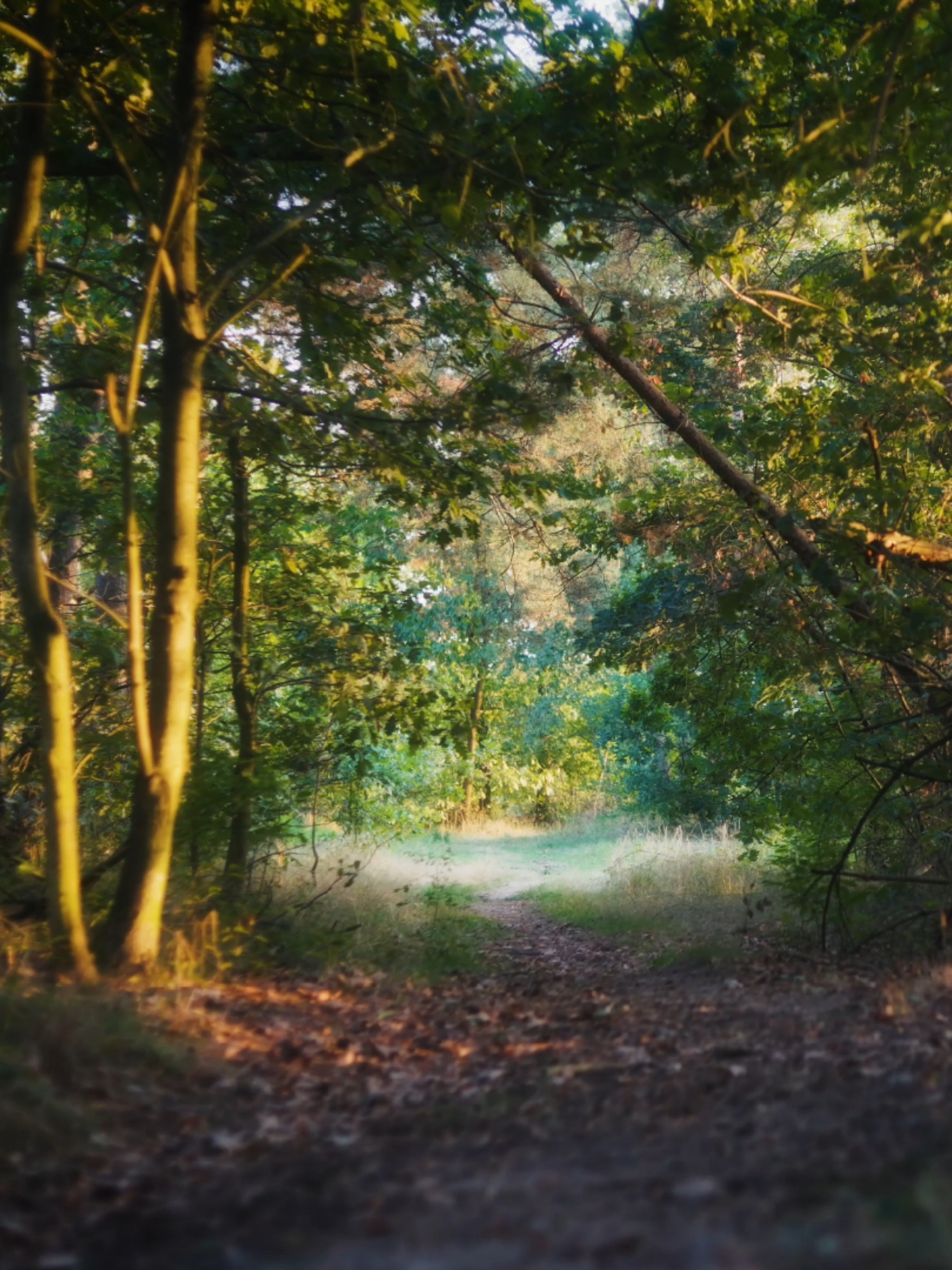 Forest walk 💚 #forest #tree #naturephotography #cinematic #Hiking #nature 