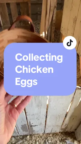 Farm Fresh Egg collecting time🥚Raising chickens comes with many benefits and the best is the variety of egg colors you can get😍🥚  @Meyer Hatchery #creatorsearchinsights #eggs #raisingchickens #chickencoop #collectingeggs #homestead #mhambassador 