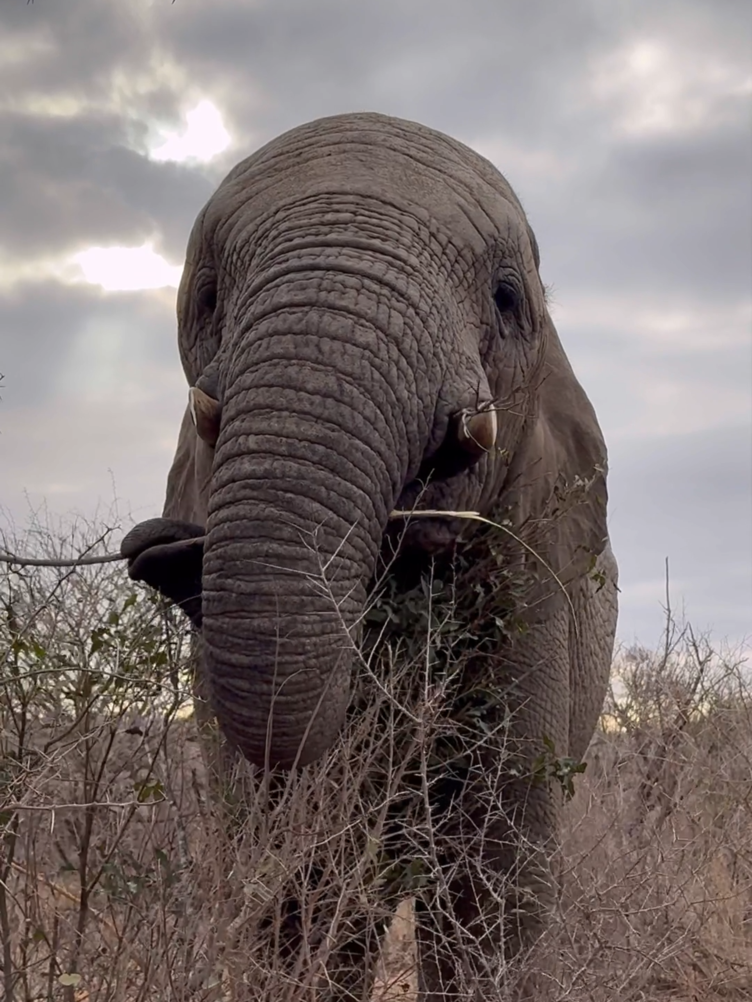 How to Identify Klaserie 🐘👇 Face: Klaserie has a large head with a wrinkly forehead. Her brow bones are becoming more prominent, making her look more like her mother, Setombe. Tusks: She has short tusks, with her right tusk set slightly higher than her left. Her right tusk recently chipped along she edge, which is noticeable when covered in dirt and tree bark. Ears: There is a rectangular notch at the bottom of her left ear and a small notch and a hole on the side of her right ear. Legs: As a cow with a smaller stature, her legs are shorter in height. Tail: Her tail hair is short and uneven – one side has sparse hair, while the other side has almost none. #everyelephantneedsaherd