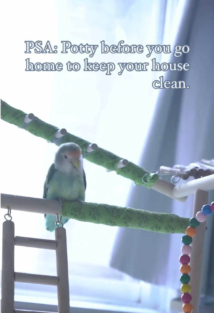 She’s a good fluff ball keeping her space clean 🥰  #birds #bird #birdsoftiktok #lovebirds #lovebird #pets #parrot #parrotsoftiktok #cuteanimals #parrots #動物 #animals #fluffy 