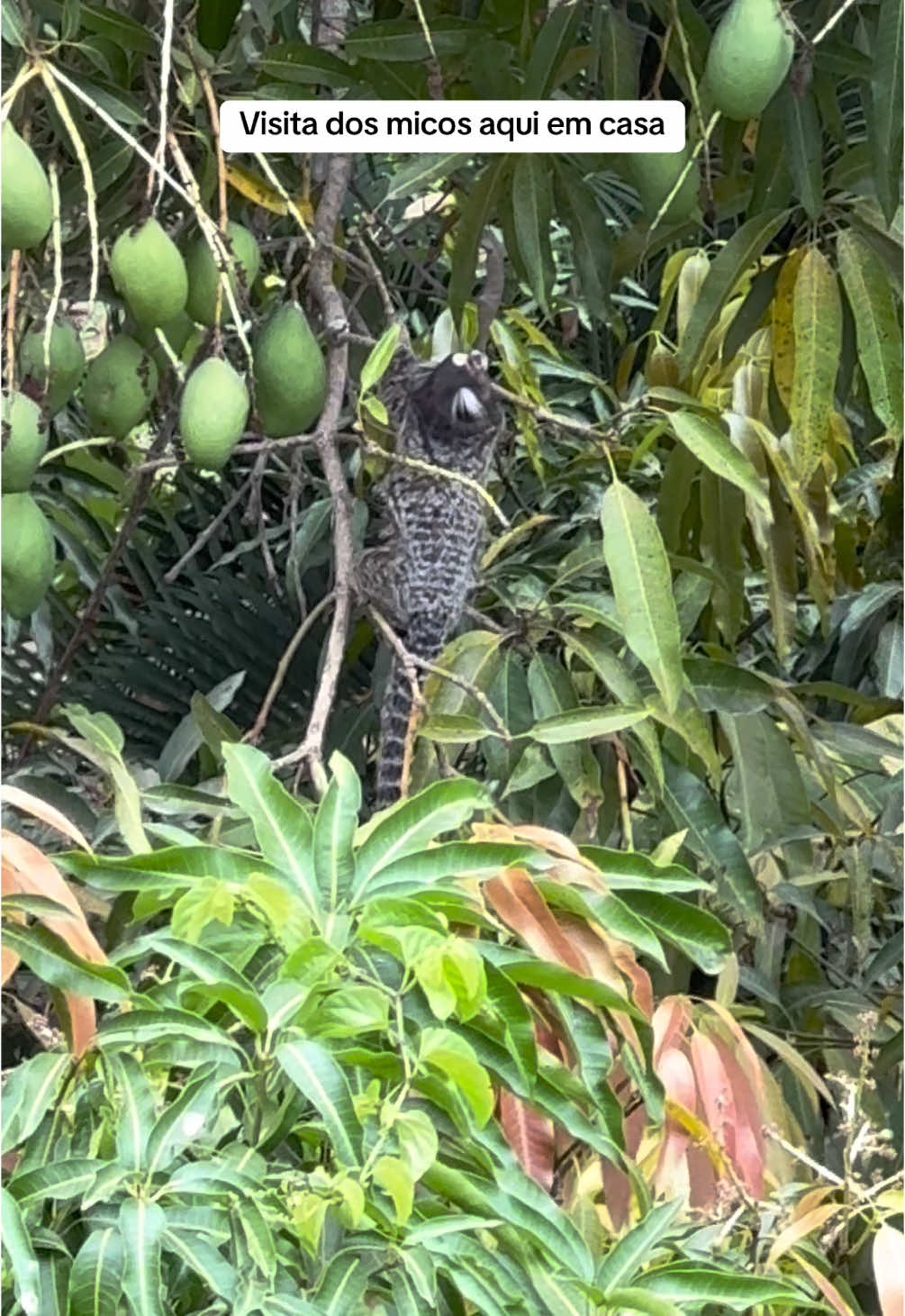 Visita dos micos no domingo aqui em casa 🐒 #micos #animais #naturezaperfeita #fyp #explorepage #explorar #Viralizar 