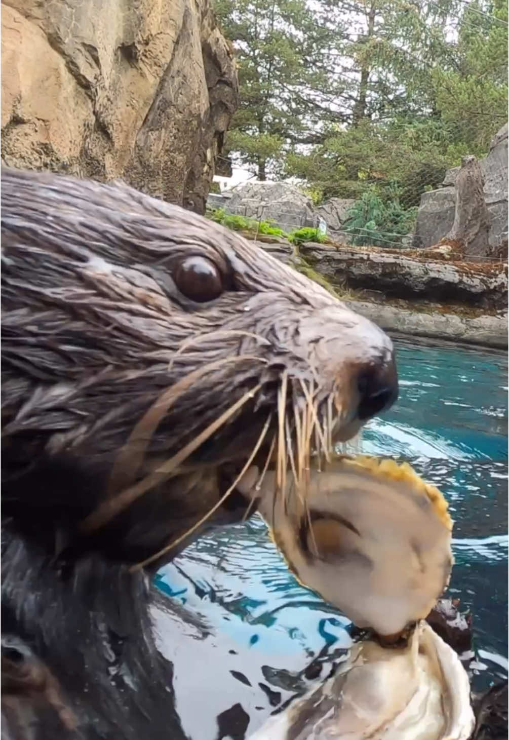 Aw shucks 🦪  #oyster #crack #asmr #animal 