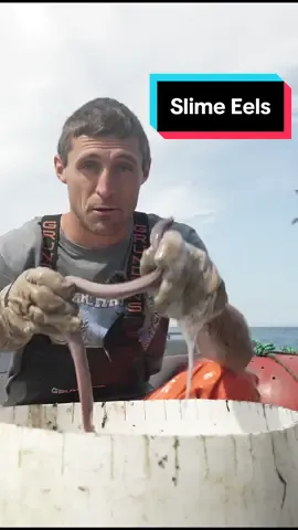 Replying to @Kaylee Ward We caught Slime Eels and they’re way creepier than we thought! #maine #lobster #sustainable #forthefuture #commercialfishing #seafood #interesting #DidYouKnow #education #learn #slimeeels #fishing #oceandepth
