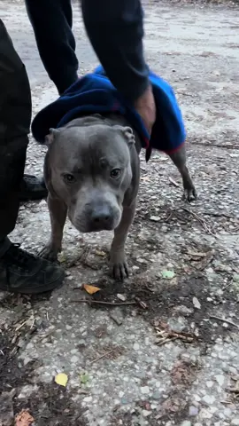 We’ve now nailed the muddy dog walks 😂 #staffylife #doglove #dogsoftiktok #doglover #staffielife #staffordshirebullterrier #staffysoftiktok #dog #dogtrends #staffylove #bluestaffy #bathrobe #dogaccessories #dogbathrobe #dogwalk 