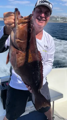 🏅 𝙉𝙐𝙀𝙑𝙊 𝘾𝙍𝙊𝙈𝙊 🏅  Precioso abadejo que saco nuestro compi en el segundo dia de la #copadelestrecho y que nos metio en la clasificacion 💪🏻💪🏻 #abadejo #falsoabadejo #pesca#mediterraneanlifee #lowrance #hookreveal #fishing #saltwaterfishing #jigging #sea #malaga #spain