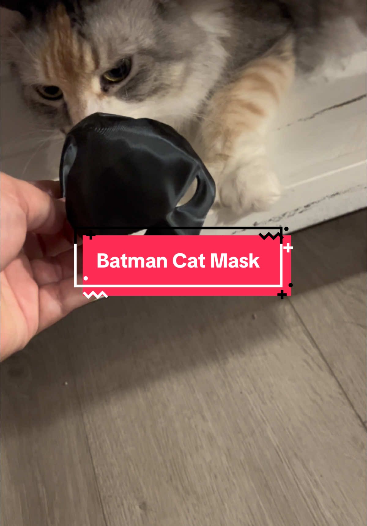 I am so sad it doesnt fit her! #batcat #batmancat #3dprinting #3dprintingmask #batman #batmanlover 