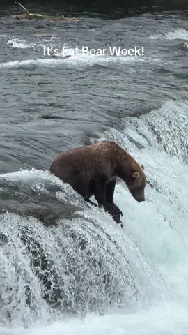 It’s Fat Bear Week everyone!  Who’s your favorite Fat Bear from the falls? #fyp #foryou #foryoupage #video #photography #outside #Outdoors #adventure #nature #wildlife #wildlifephotography #alaska #bears #brownbears #fishing #salmon #fatbearweek #brooksfalls 