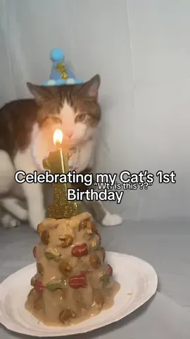 He can be so mean sometimes but i promise he really sweet 😂 Happy Birthday Persian 🥳 Sn: he did not eat the cake or even lick it 😭 #catsoftiktok  #catfoodcake #birthdayideas #fyp 