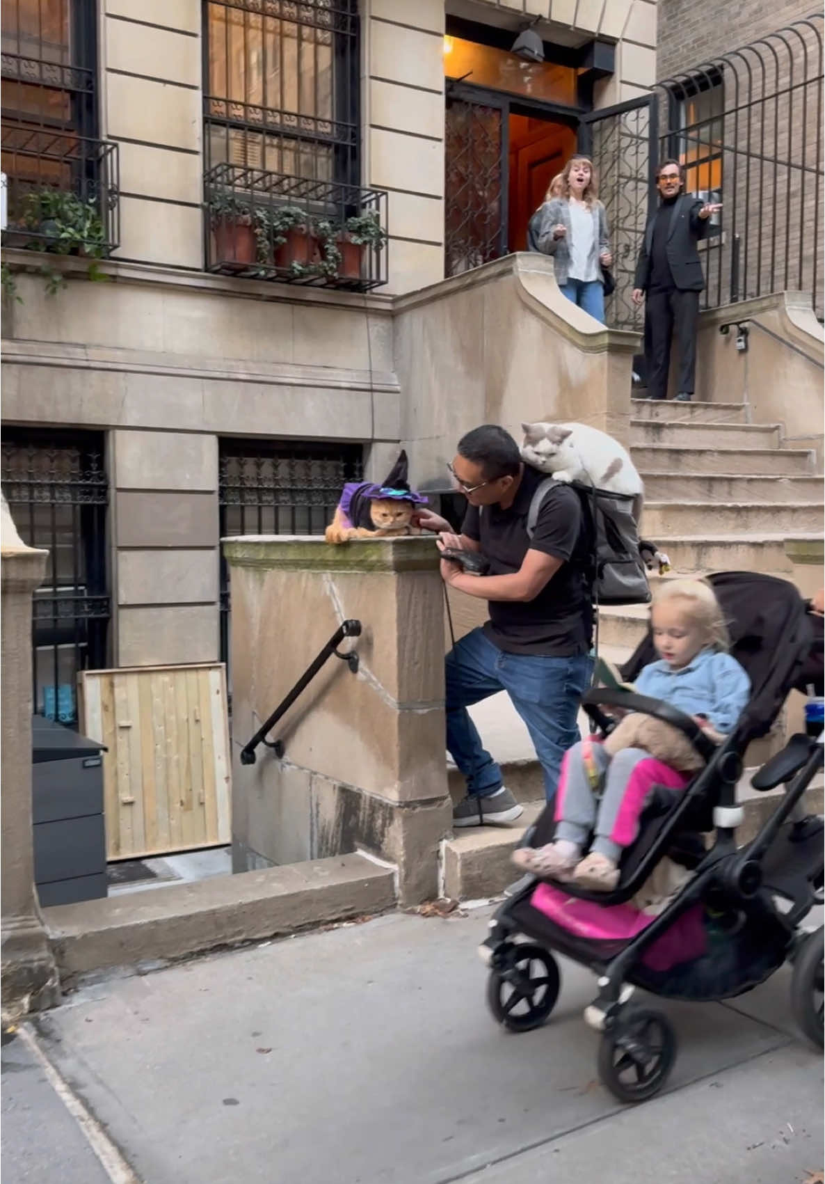 Would you do the same thing? #catsoftiktok #PetsOfTikTok #cats #catlover #cattok #newyork #nyc #adventurecat 