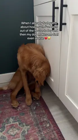 Why did no one tell me golden retrievers had such big feelings - i am not ok. #sadgoldenretriever #guilttrip #saddog #goldenretrieverlife #rescuepup #distempersurvivor #momguiltsupportclub 