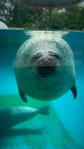 Seal is sleeping #harborseal #sealife #seal 