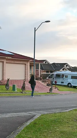 Walking down the street #kangaroo #babykangaroo #joey #neighbourhood #town #meanwhileinaustralia #australia 