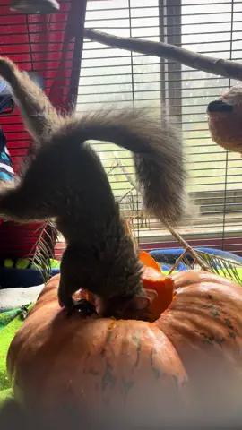 Repost from last October.  Winston was just a little guy 🥹 Happy spooky season! 🦇🎃