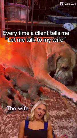 A littlw breedsr humor we all know what “Let me talk to my wife and i’ll call you back” means 😂 #boerboel #mastiff #fyp #share #southafricanboerboel #funny #meme #breederhumor 