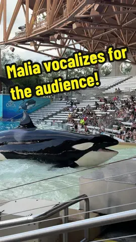 Volume up to hear Malia’s vocalizations. Did you know killer whales don’t have vocal cords? They actually manipulate their blow hole to make sounds. The only sound they make using their mouth is a burp! Killer whales can make a wide variety of different vocalizations like clicks, whistles and chirps. One of my favorite vocalizations is called the predator which consists of a bunch of clicks. I also really like when the trainers scream BOO at the whales & the whales “scream” back. #seaworld #seaworldorlando #seaworldorcas #orca #orcas #whale #whalesquad🐳 #whales #killerwhales #killerwhale #orcaencounter #orcaencounterseaworld #oneocean #dolphin #blackandwhite #malia #nalani #katina #f #fyp #foryou #foryoupage #fypシ #fy #funny #silly #cute #amazing #cuteanimals #tiktok 